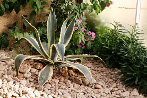 Agave sous veranda et paillage en galet de mer