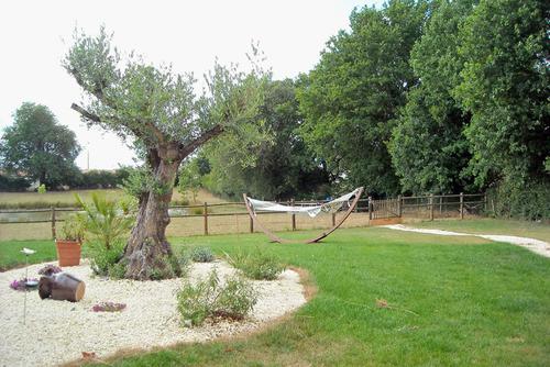 Massif avec Olivier centenaire, paillage gravette calcaire blanc